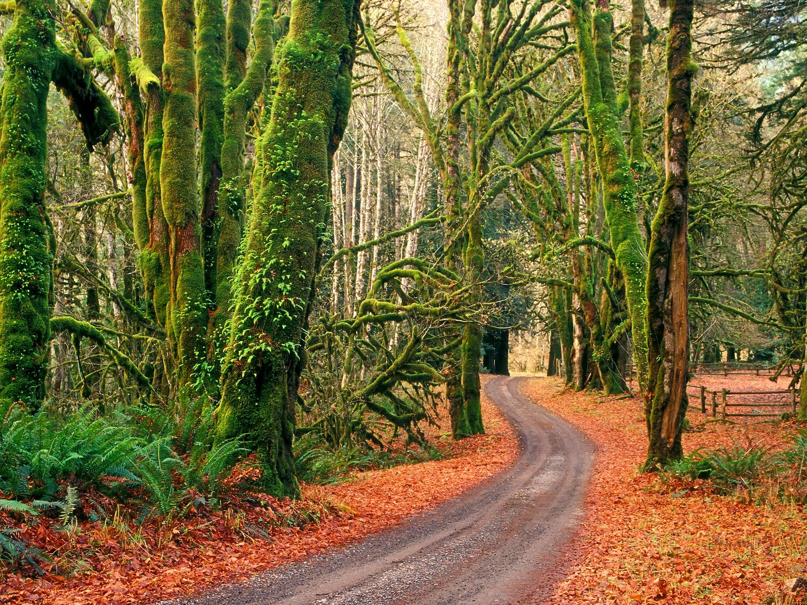 Autumn road in Olympic National Park