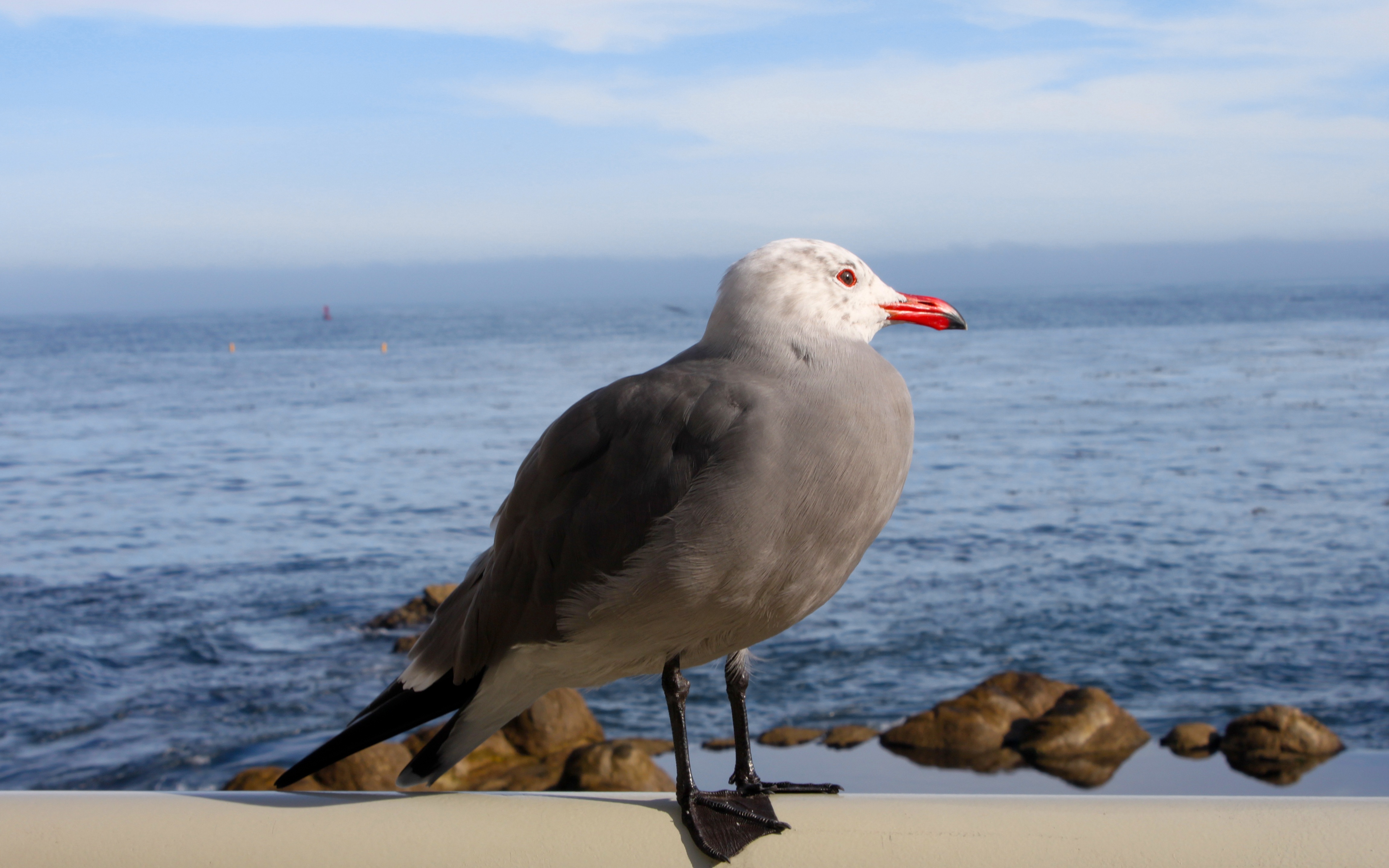 Monterey Gull by Snapy
