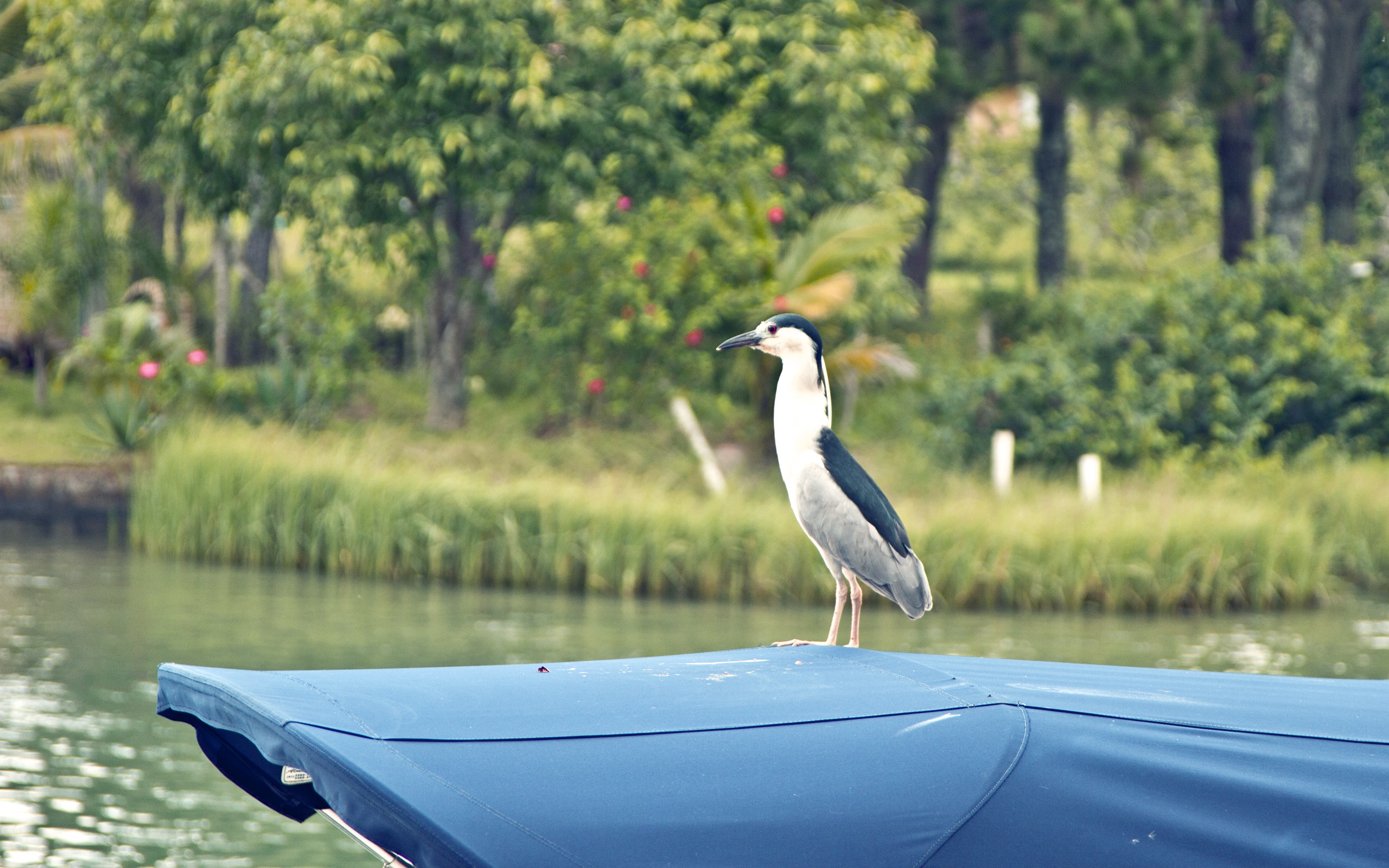 Bird perched on a boat with tranquil waters and blue skies
