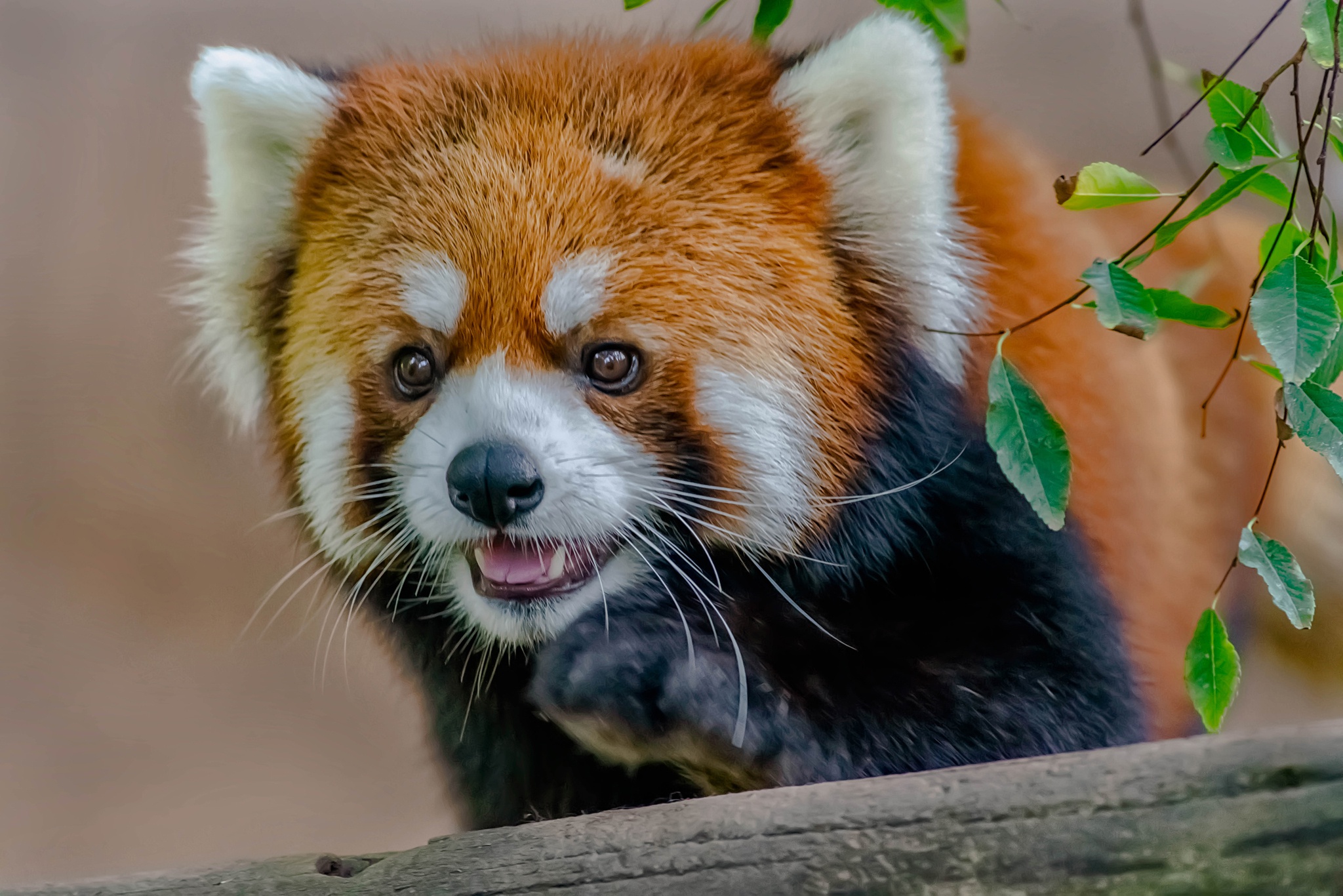 Red Panda HD Wallpaper | Background Image | 2048x1366 | ID:1044227