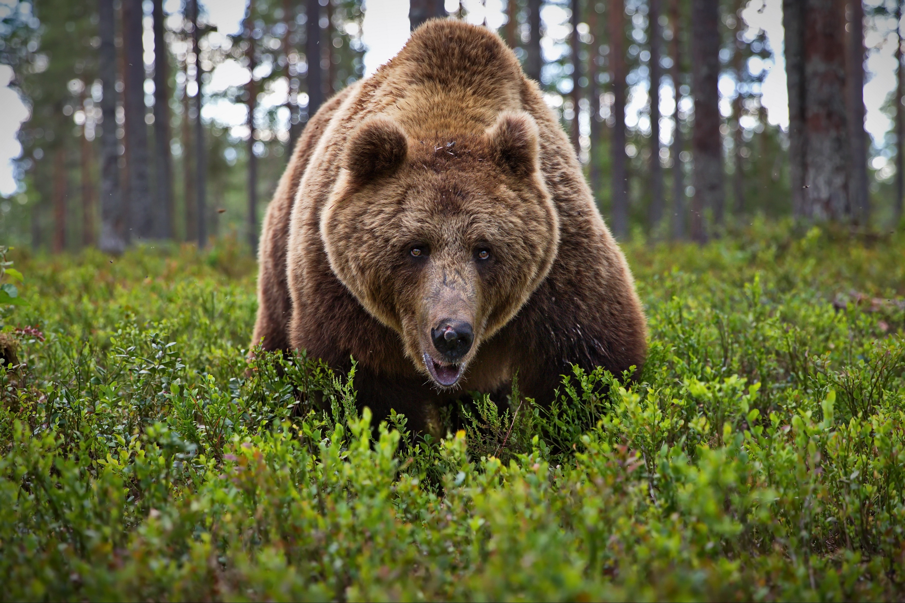 Бурый медведь Архангельская область