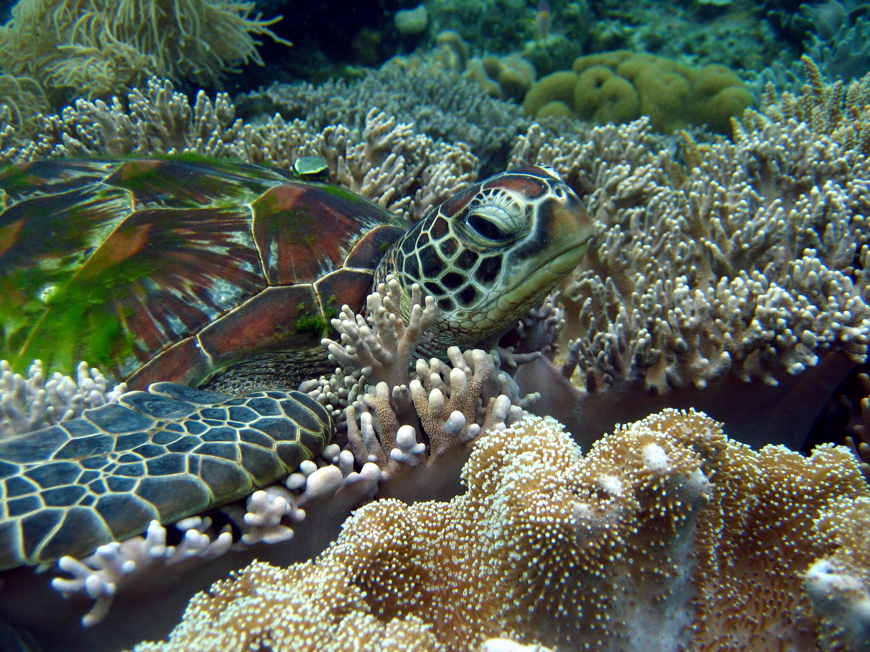 Animal Sea Turtle HD Wallpaper | Background Image