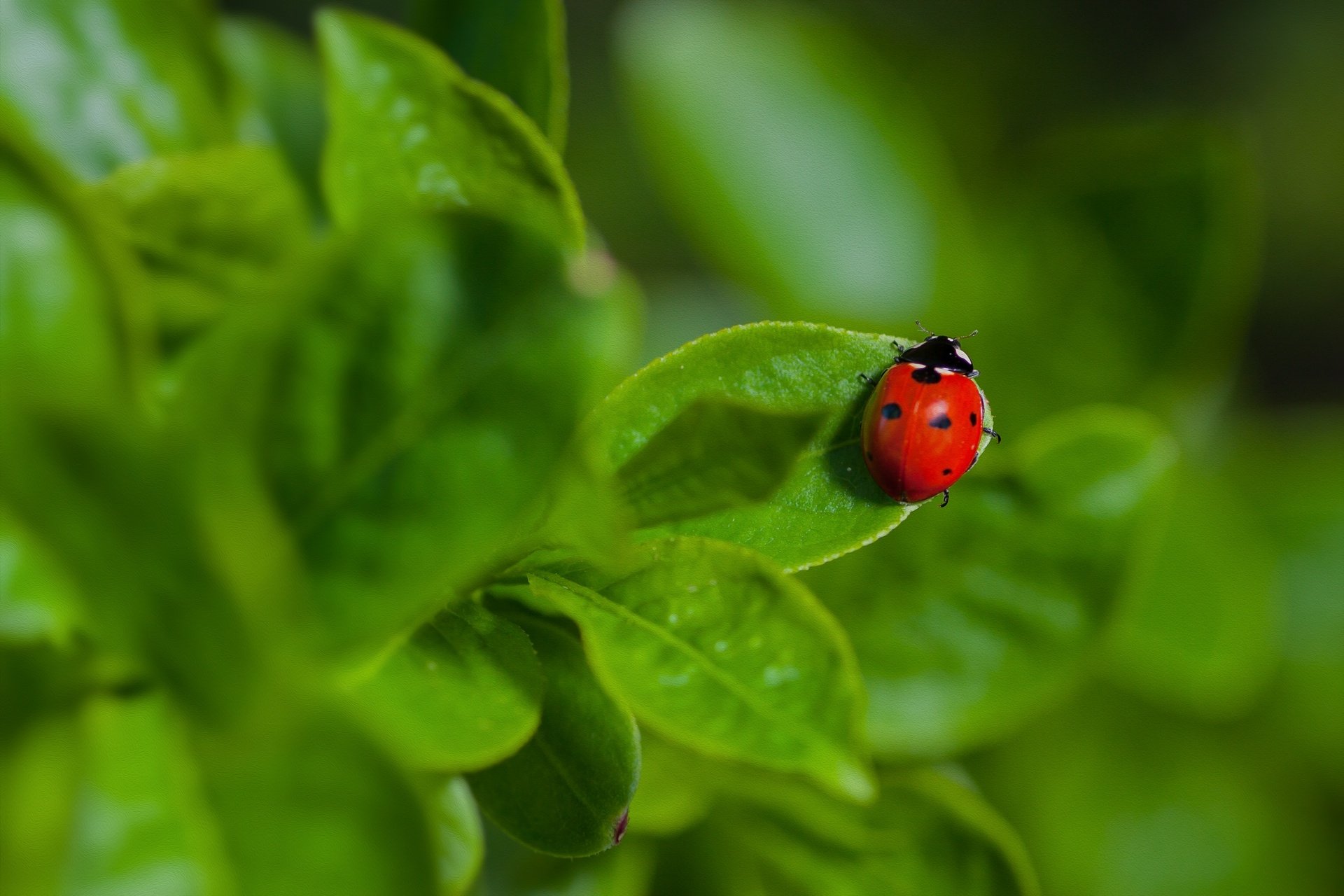 Animal Ladybug HD Wallpaper