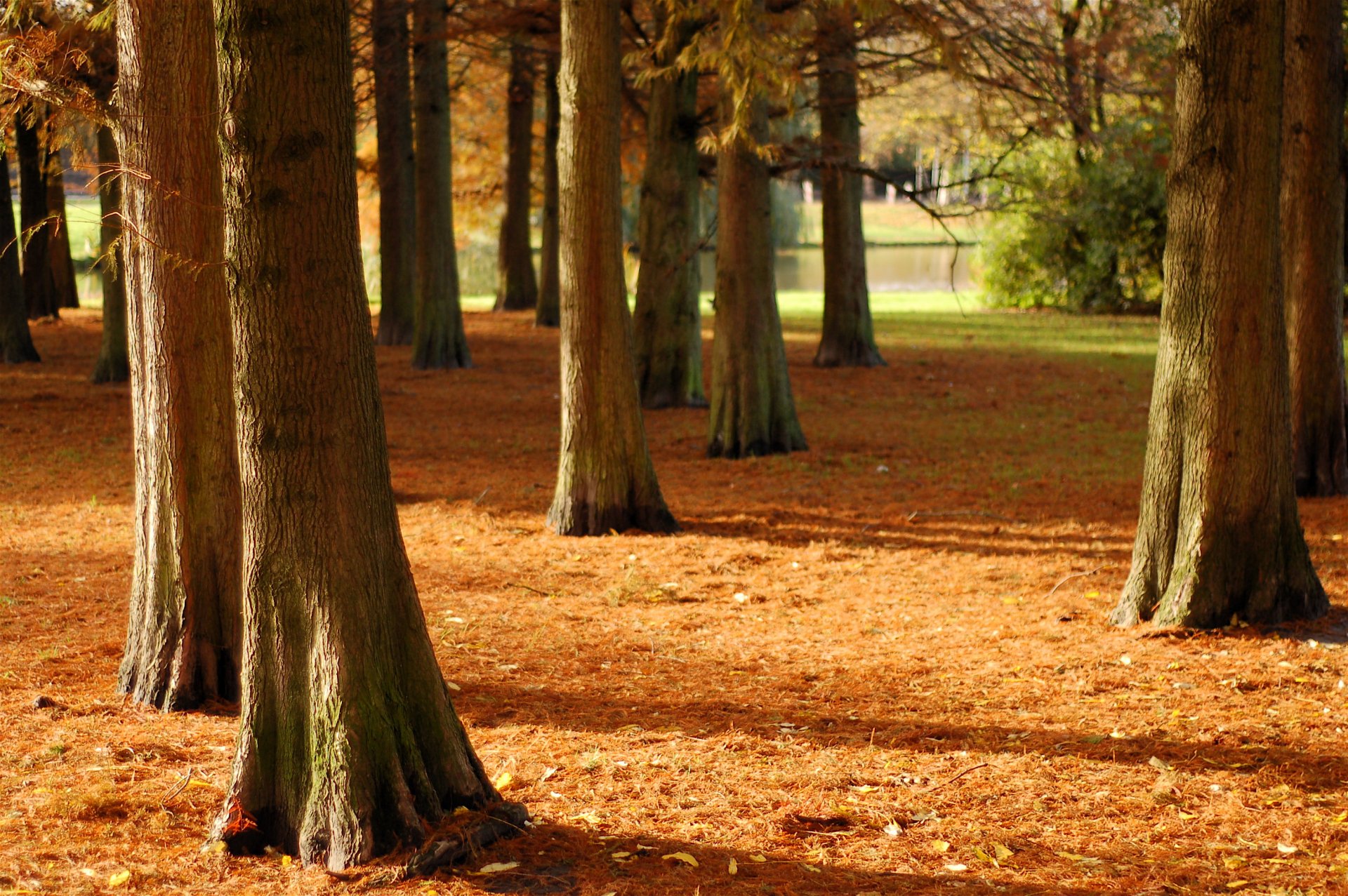 Serene view of a peaceful park scene featuring a pond surrounded by trees, set on a carpet of fallen leaves, capturing the essence of nature in a tranquil forest environment.