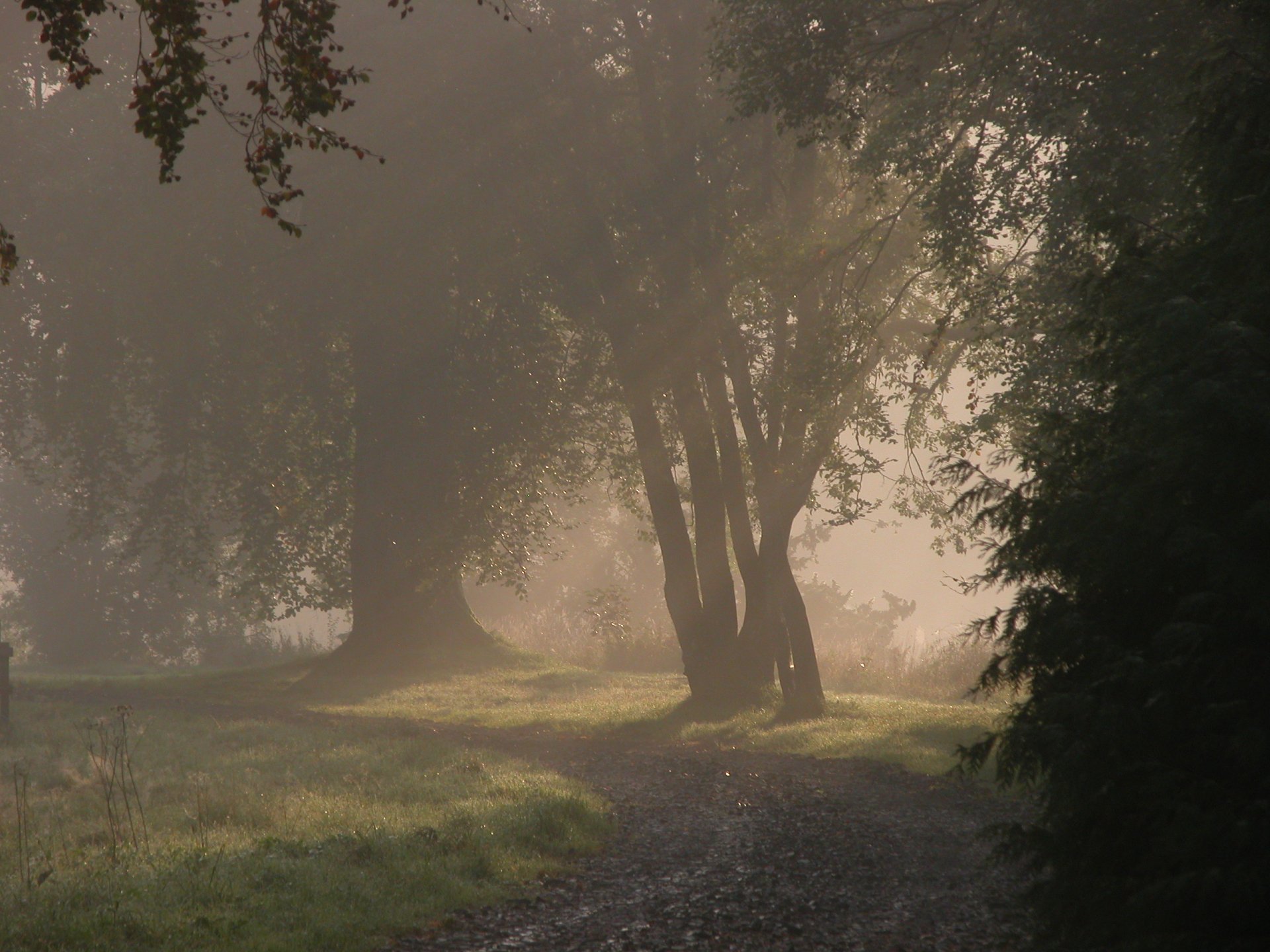 A serene forest path shrouded in fog, surrounded by tall trees, creating a tranquil atmosphere for nature lovers. An enchanting HD wallpaper for desktop backgrounds.