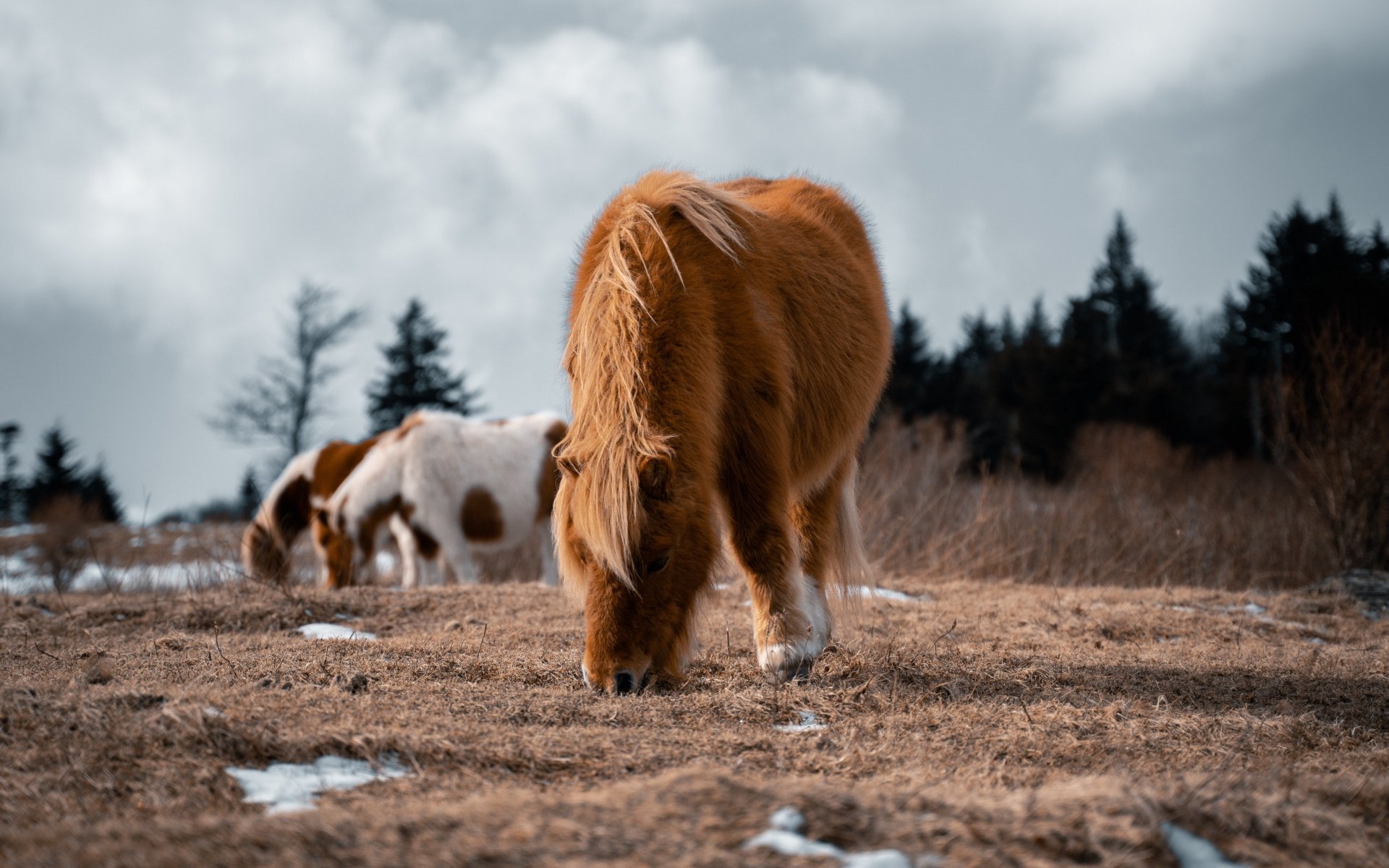 Download Animal Horse 4k Ultra HD Wallpaper