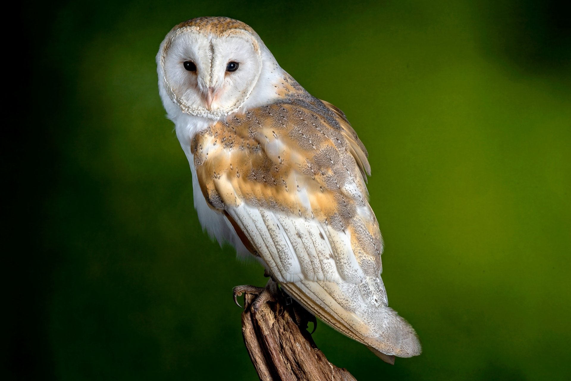 Download Bird Owl Animal Barn Owl 4k Ultra HD Wallpaper