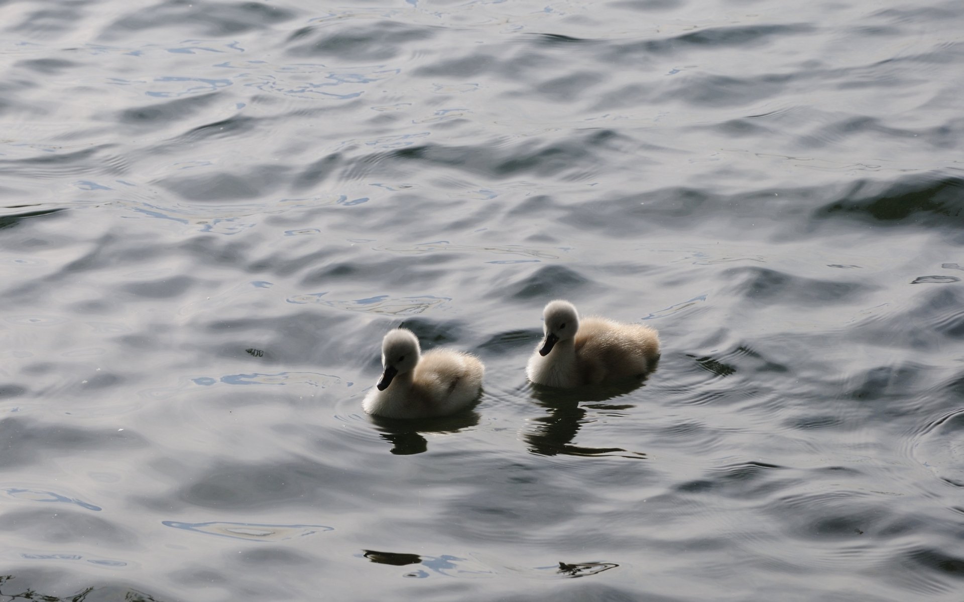 Two fluffy cygnets glide across a serene lake, surrounded by gentle ripples, capturing a tranquil moment in nature. A beautiful desktop wallpaper featuring baby swans.