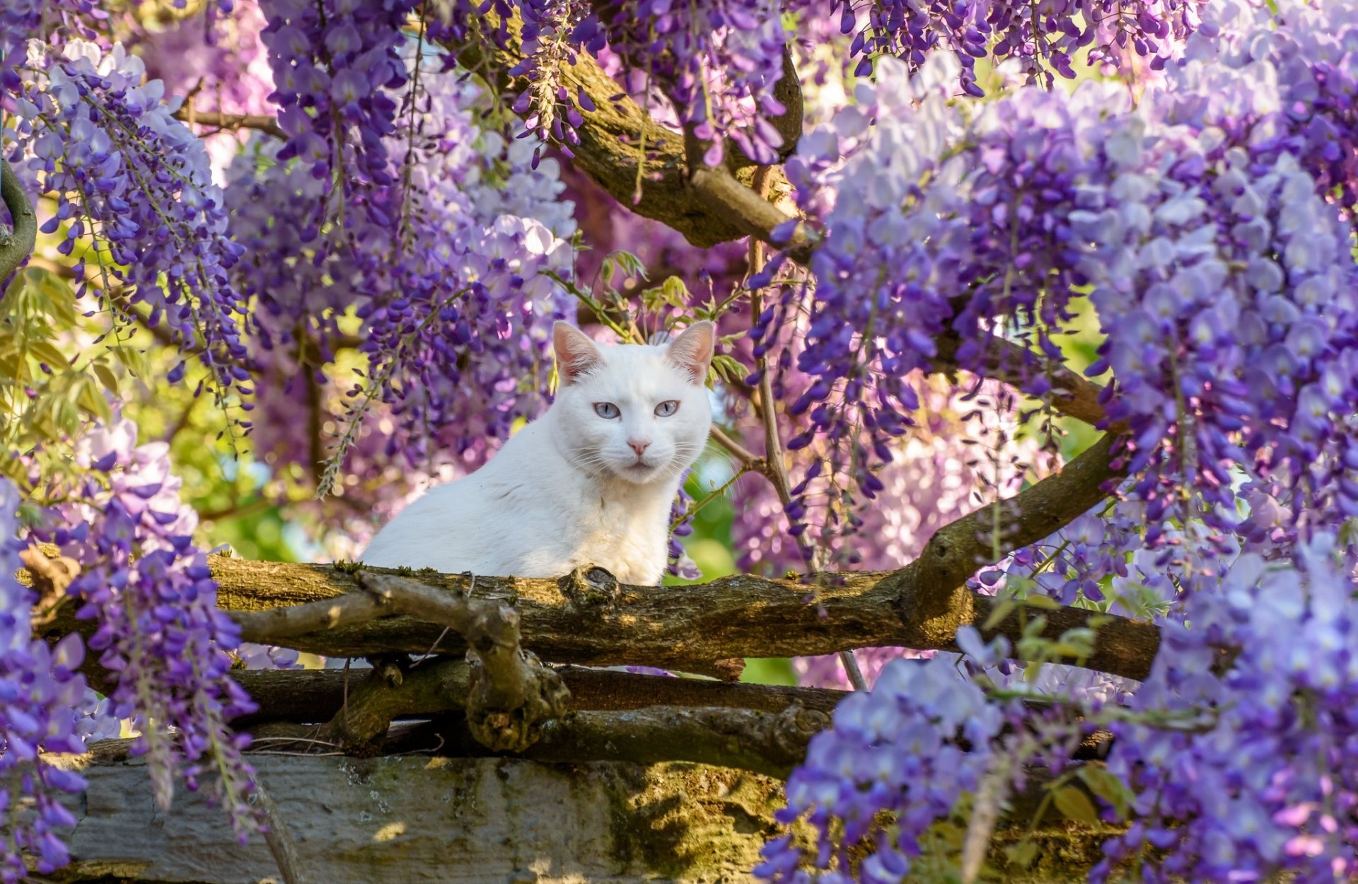 Download Wisteria Animal Cat HD Wallpaper