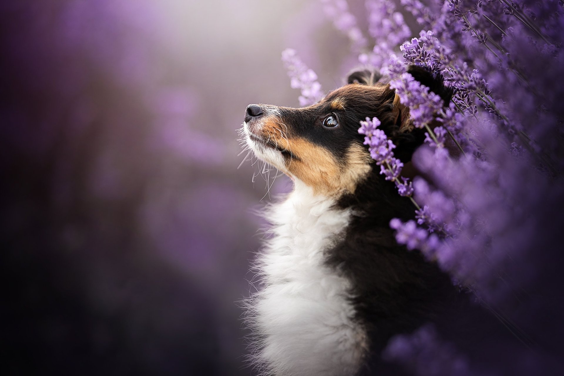 Download Purple Flower Dog Animal Shetland Sheepdog HD Wallpaper ...