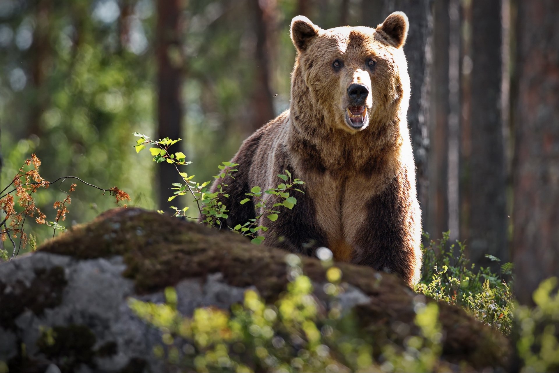 Download Animal Bear HD Wallpaper by Alexander Perov