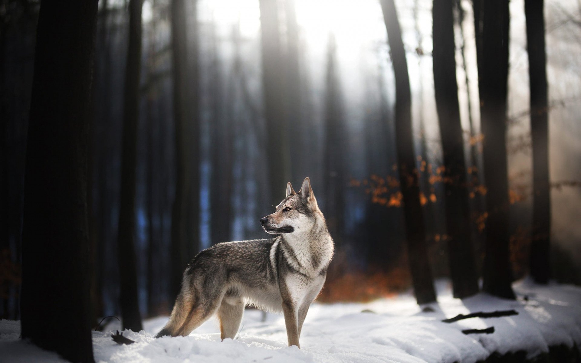 A Czechoslovakian wolfdog stands alert in a snowy forest, captured in HD for a striking PC desktop wallpaper and background.