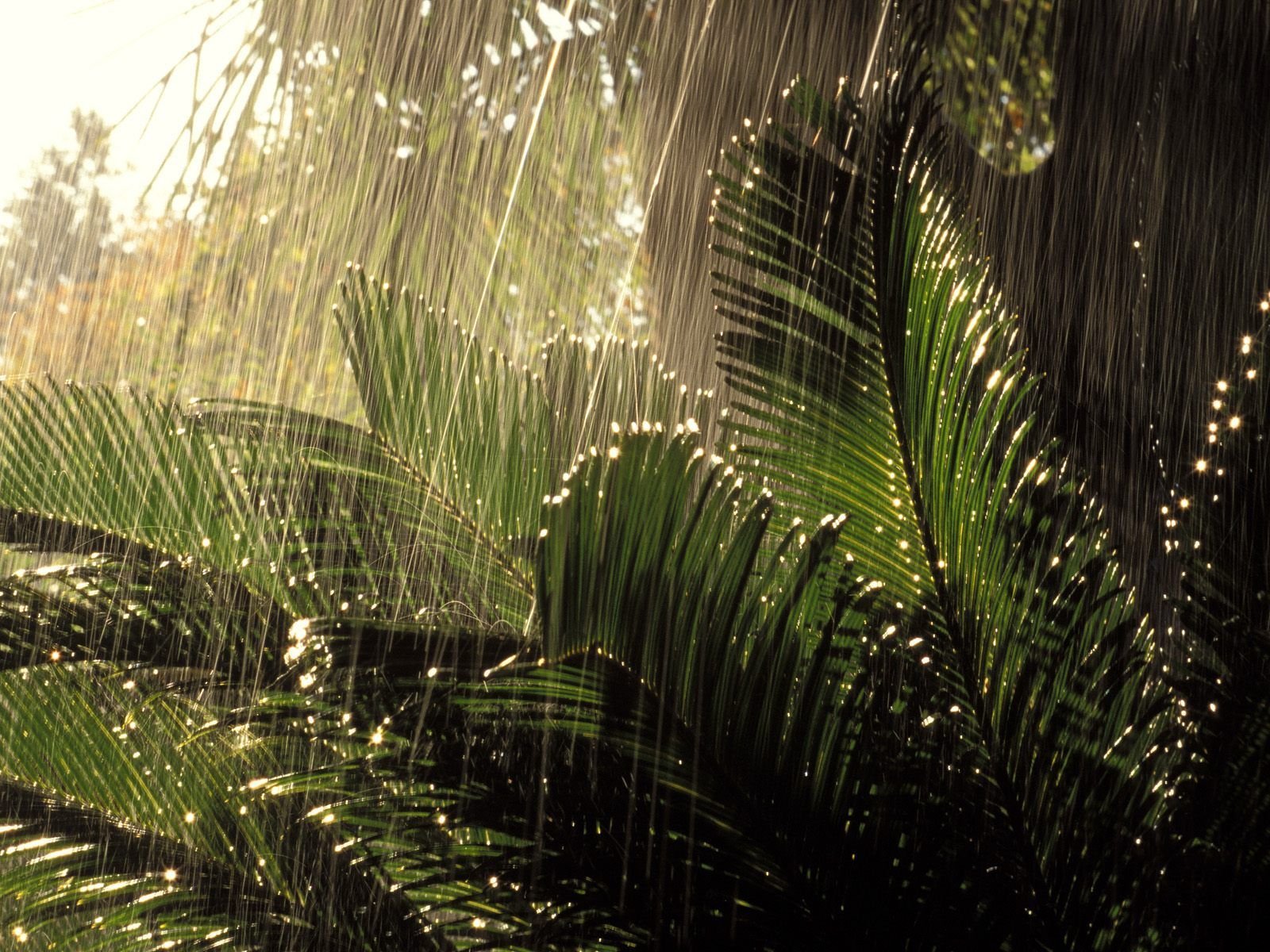 HD tropical photography PC desktop wallpaper: sunlit palm fronds drenched in warm rain, water droplets sparkling on lush green foliage as a desktop background.