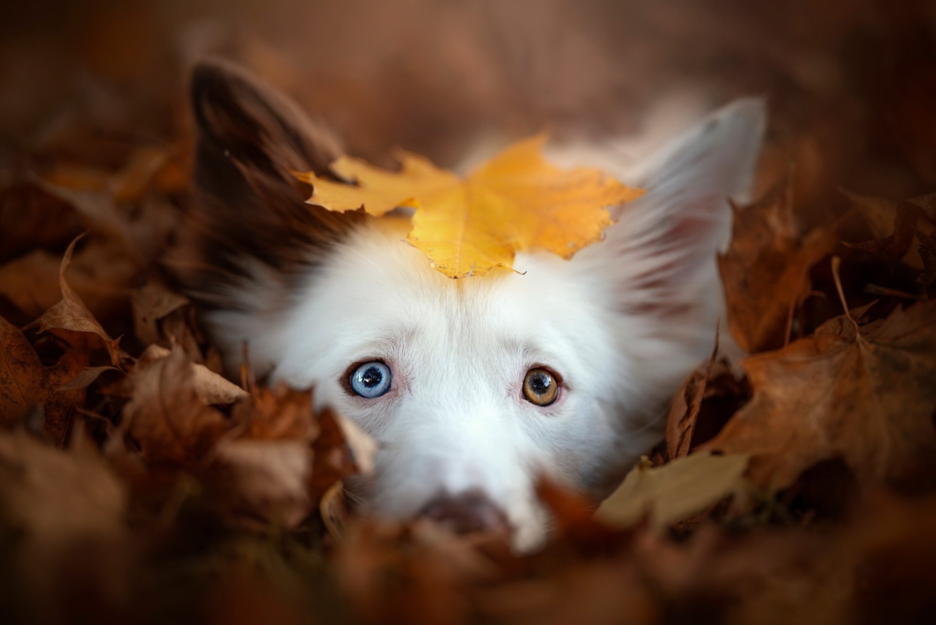 Download Stare Leaf Fall Animal Dog HD Wallpaper