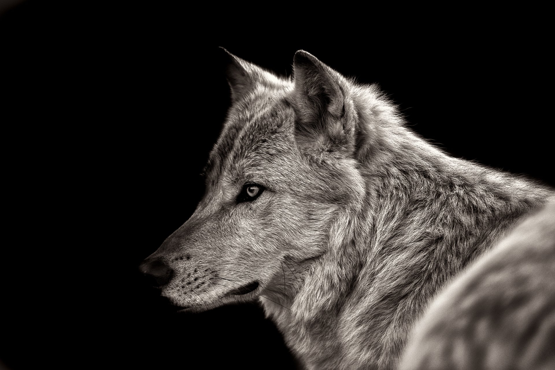 Download Animal Wolf 4k Ultra HD Wallpaper