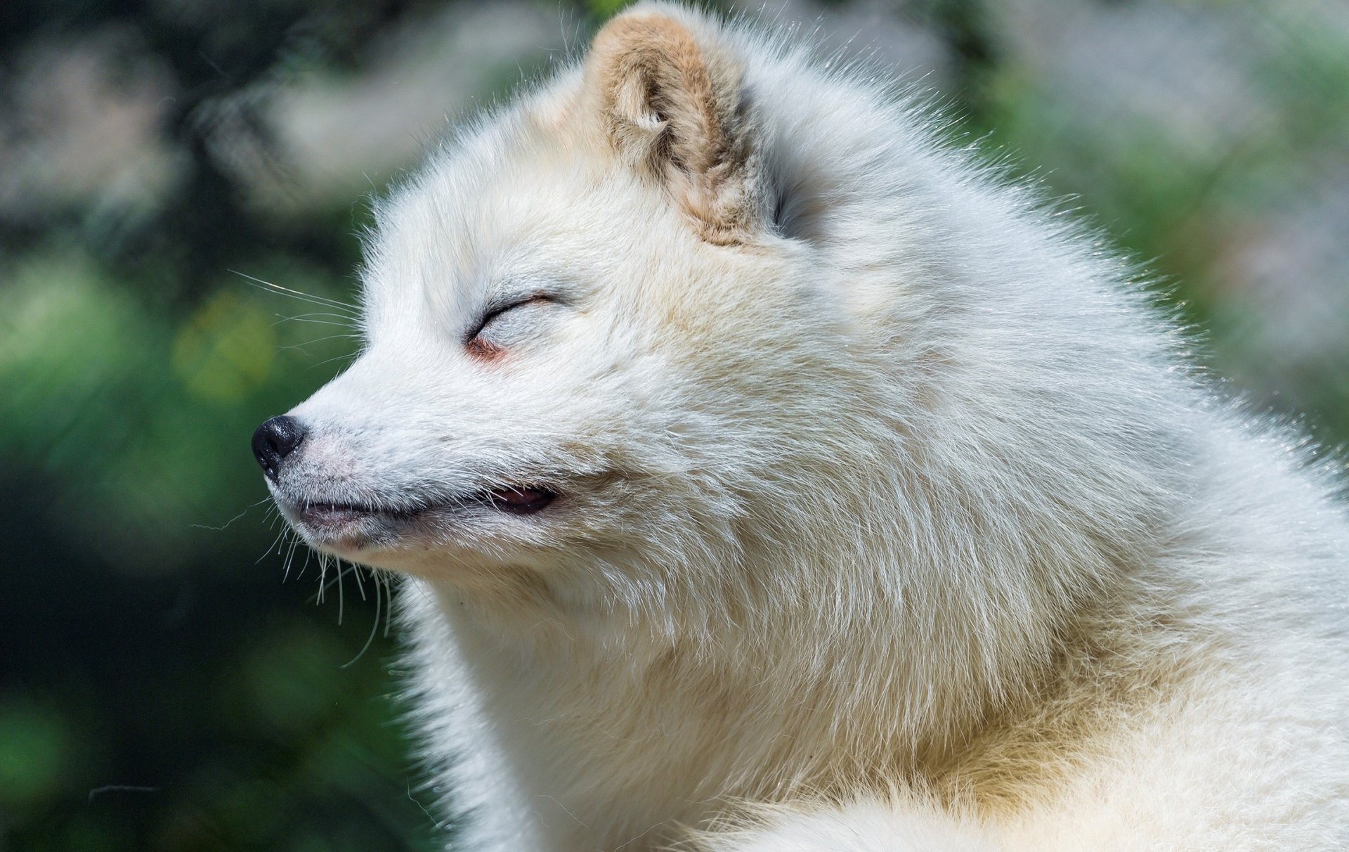 Download Animal Arctic Fox HD Wallpaper