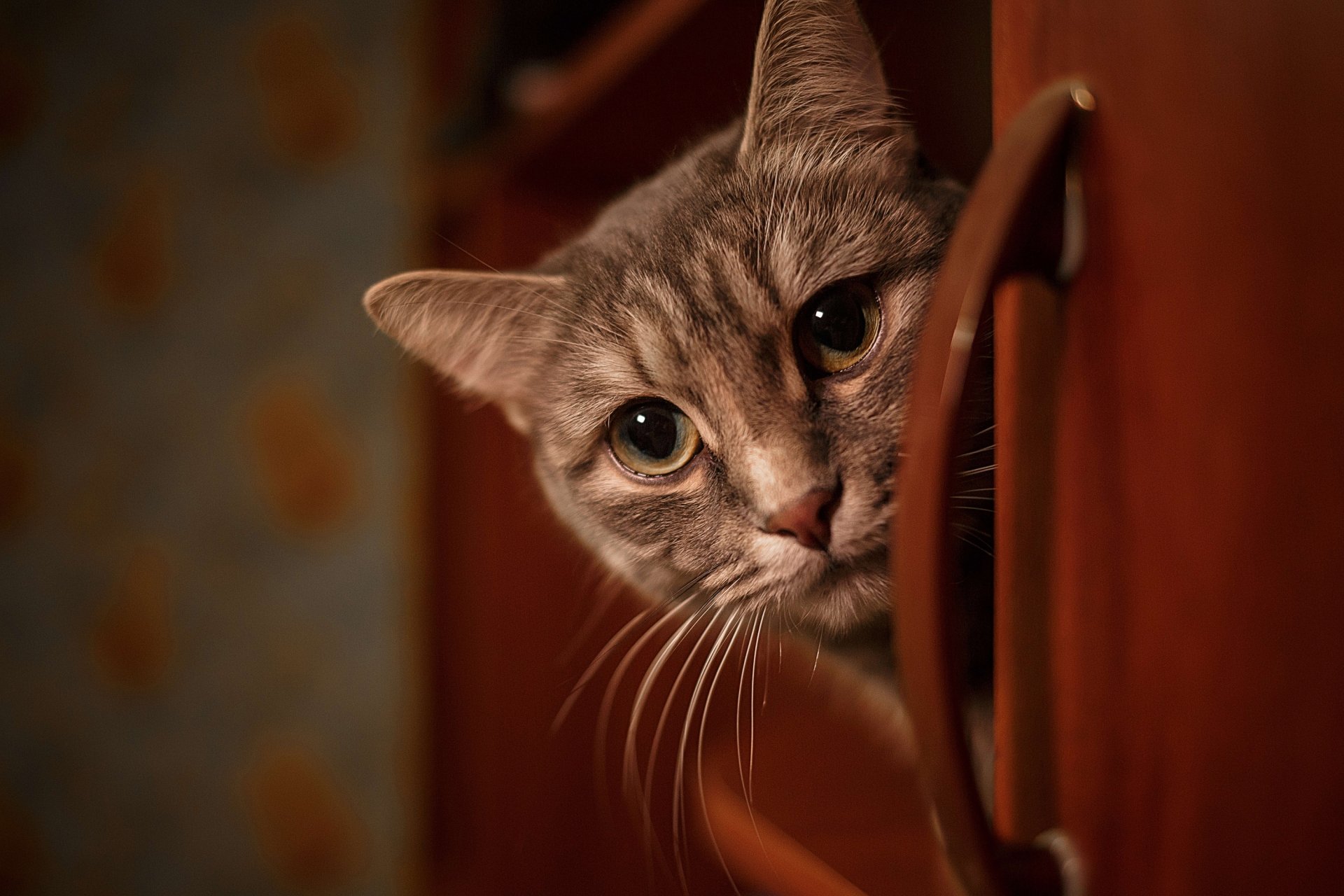 Animal Cat HD Wallpaper
