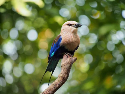 bokeh bird Animal roller HD Desktop Wallpaper | Background Image