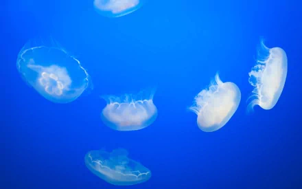 HD desktop wallpaper featuring translucent jellyfish swimming against a vibrant blue background, captured at the Monterey Aquarium showcasing marine life.