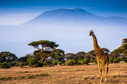 HD PC desktop wallpaper featuring a giraffe standing in an open savanna with trees and a mountain in the misty background under a clear blue sky.