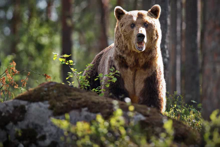 Animal bear HD Desktop Wallpaper | Background Image