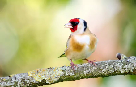 european goldfinch Animal goldfinch HD Desktop Wallpaper | Background Image