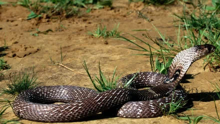 HD desktop wallpaper featuring a cobra reptile coiled on desert ground with sparse grass, showcasing the snake's distinctive pattern and natural habitat.