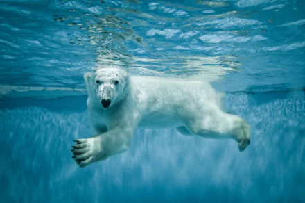 Animal polar bear HD Desktop Wallpaper | Background Image