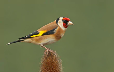 european goldfinch passerine bird Animal goldfinch HD Desktop Wallpaper | Background Image