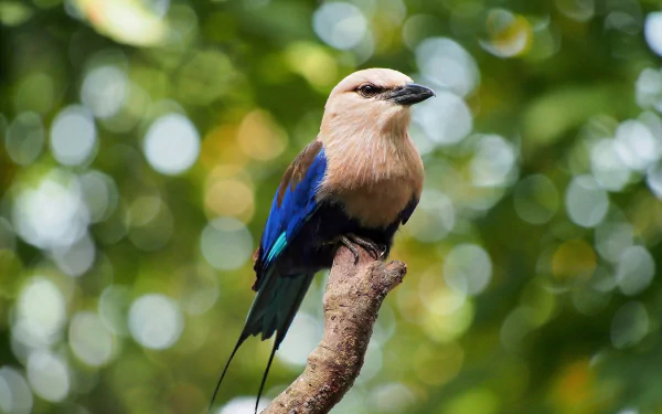 bokeh bird Animal roller HD Desktop Wallpaper | Background Image