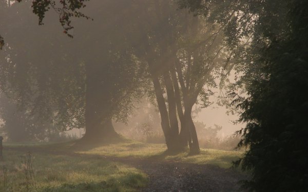 Earth Forest Fog Path HD Wallpaper | Background Image