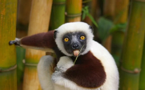 Animal lemur HD Desktop Wallpaper | Background Image