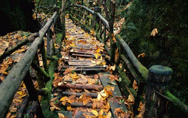 A rustic wooden path covered in fallen leaves runs through a mossy forest and is bordered by a man-made fence. The HD desktop wallpaper captures a serene, nature-inspired setting.
