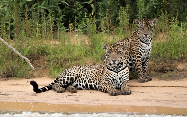 249 Jaguar HD Wallpapers | Hintergründe - Wallpaper Abyss - Seite 4