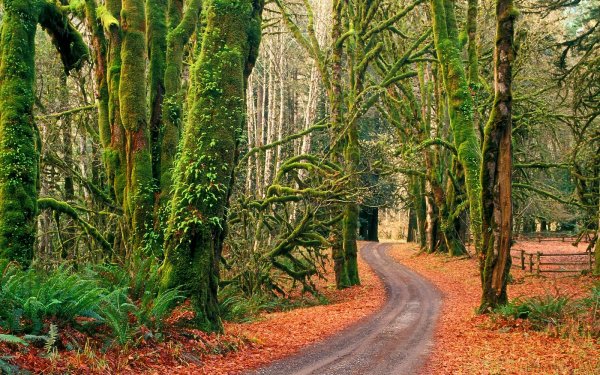 Nature Forest Olympic National Park Road Tree Fall HD Wallpaper | Background Image
