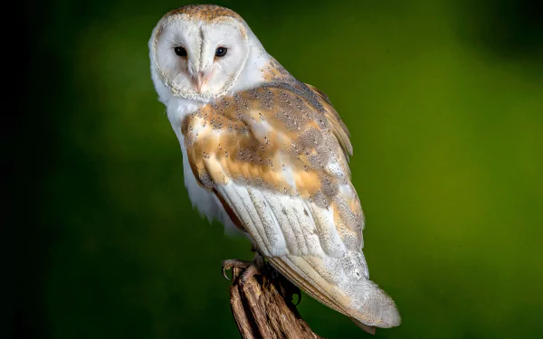 bird owl Animal barn owl HD Desktop Wallpaper | Background Image