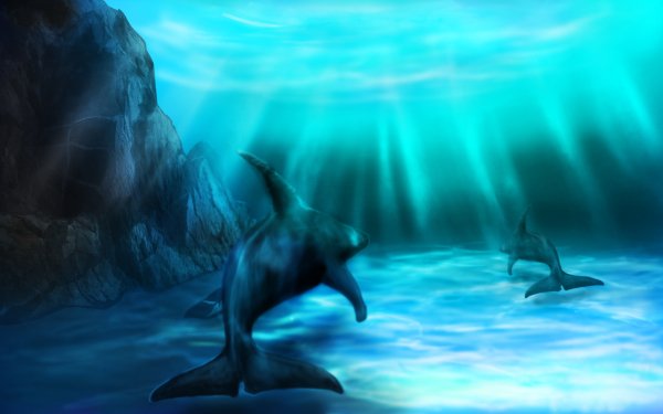 Animal Dolphin Underwater HD Wallpaper | Background Image