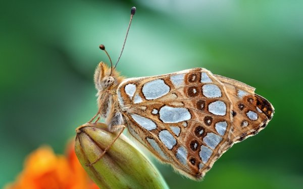 Animal Butterfly Insects Macro Insect HD Wallpaper | Background Image