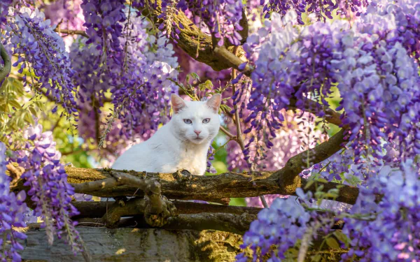 wisteria Animal cat HD Desktop Wallpaper | Background Image
