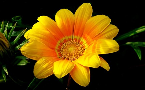 Earth Gazania Flowers Flower Yellow Flower HD Wallpaper | Background Image