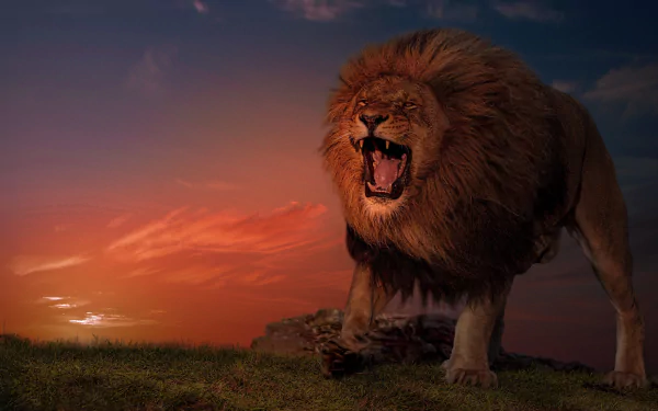 roar Animal lion HD Desktop Wallpaper | Background Image