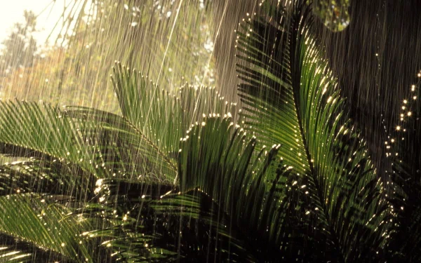 HD tropical photography PC desktop wallpaper: sunlit palm fronds drenched in warm rain, water droplets sparkling on lush green foliage as a desktop background.