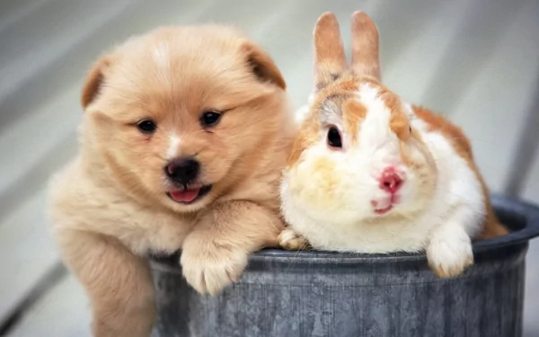 dog cute rabbit puppy Animal pets HD Desktop Wallpaper | Background Image