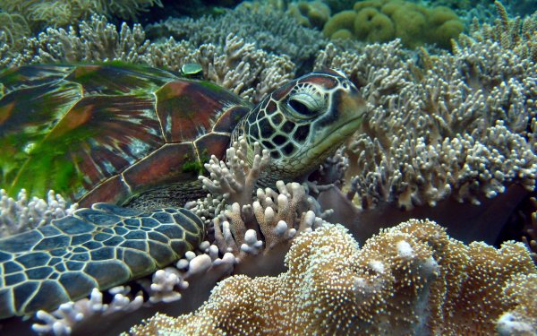 Animal Sea Turtle Turtles HD Wallpaper | Background Image