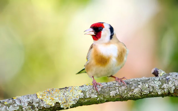 european goldfinch Animal goldfinch HD Desktop Wallpaper | Background Image