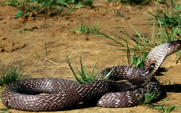 HD desktop wallpaper featuring a cobra reptile coiled on desert ground with sparse grass, showcasing the snake's distinctive pattern and natural habitat.