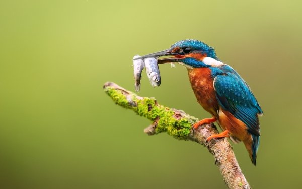 Animal Kingfisher Birds Kingfishers Bird Fish HD Wallpaper | Background Image