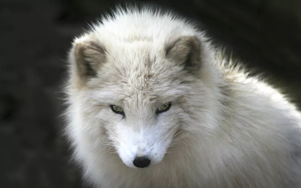 Close-up of a white Arctic fox with dense winter fur, staring intently — 4K Ultra HD animal portrait for PC desktop wallpaper and background.