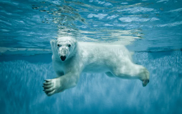 Animal polar bear HD Desktop Wallpaper | Background Image