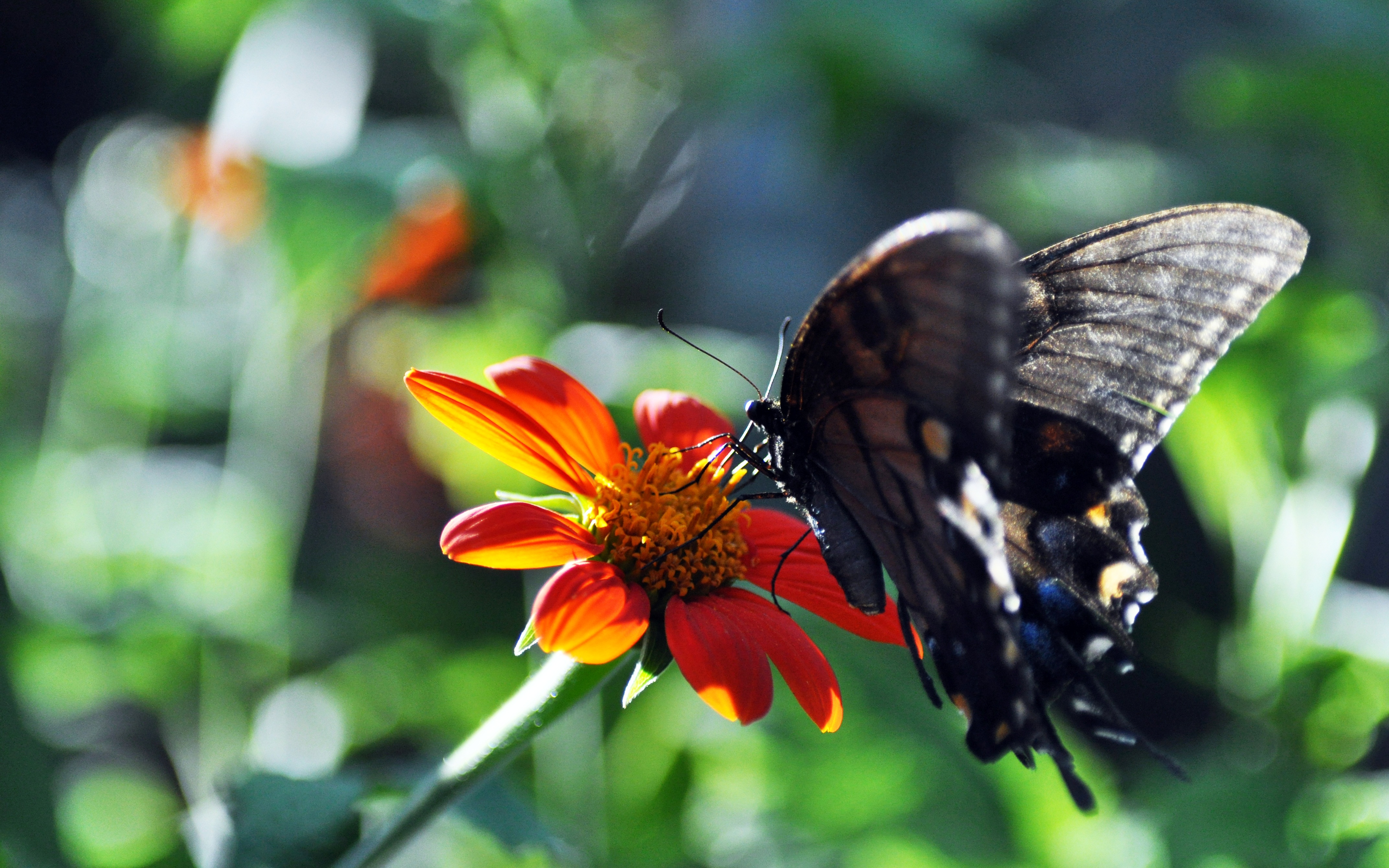Colorful butterfly perched on a vibrant flower in a summery setting